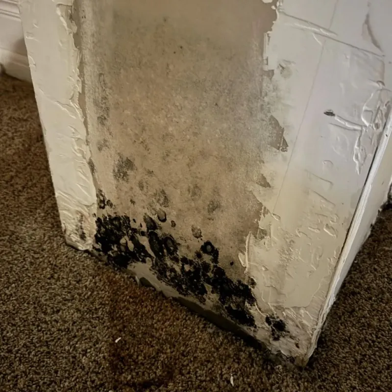 Professional Mold Removal in Shelbyville, KY